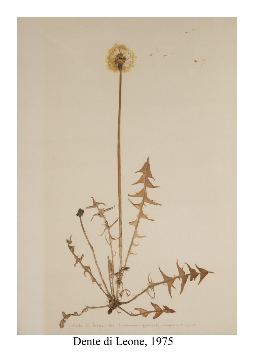 Dente di Leone, 1975, pianta essiccata su foglio 50 x35 cm e conservata sottovetro